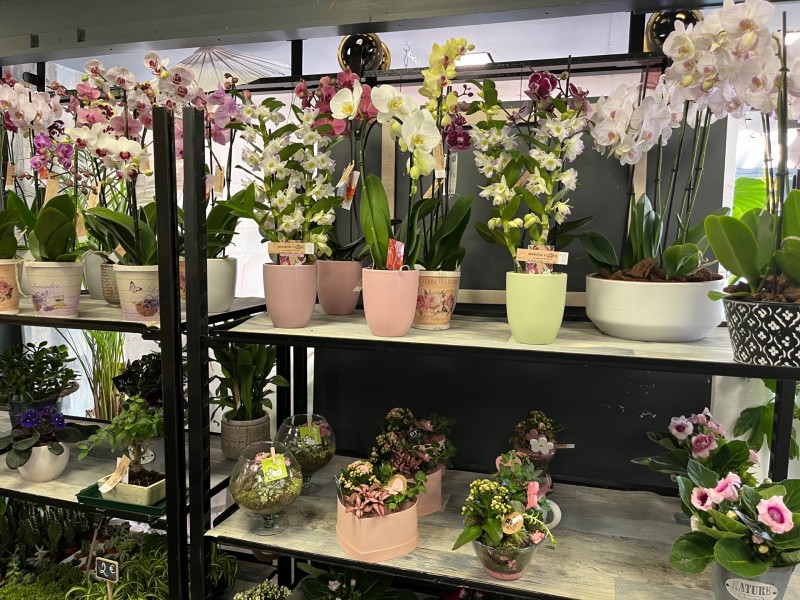 Nos bouquets d’orchidées 