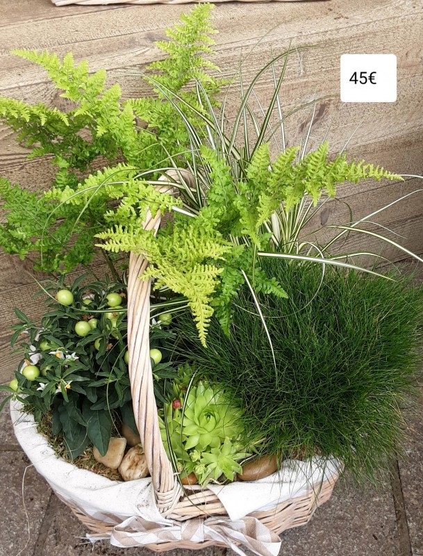 Composition jardin de plantes