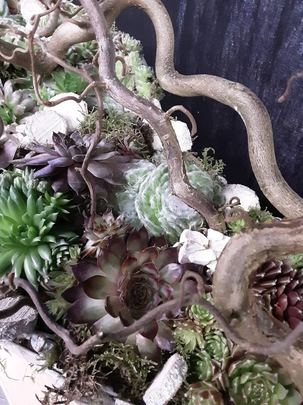 Composition jardin de plantes