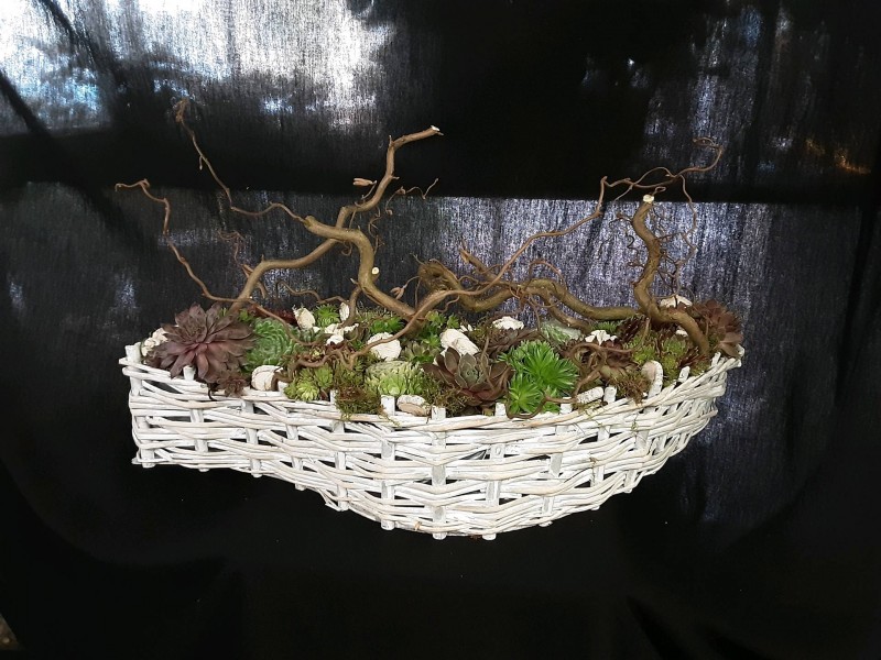 Composition jardin de plantes