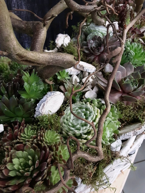 Composition jardin de plantes