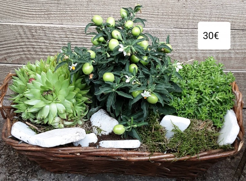 Composition jardin de plantes