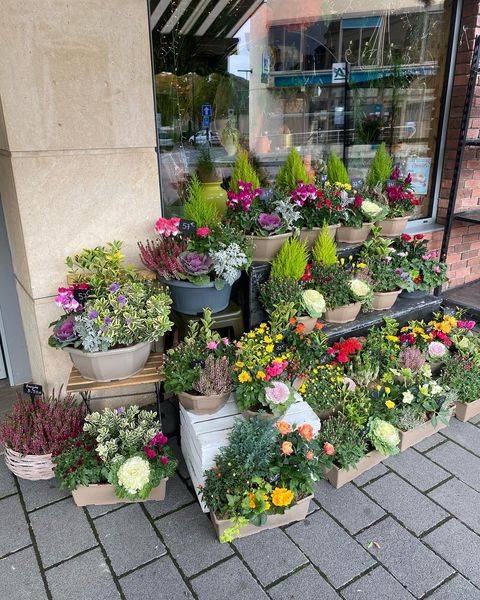 Livraison de chrysanthème sur les tombes près d'Elbeuf