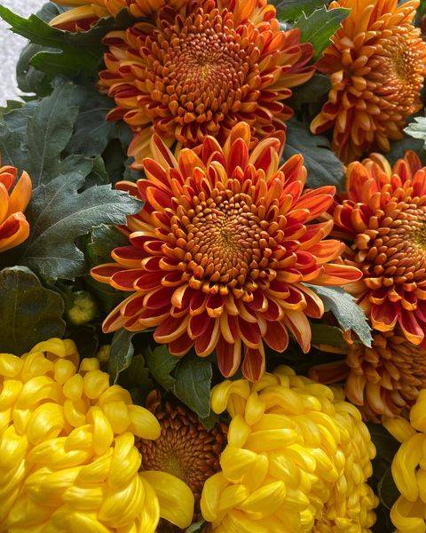 Livraison de chrysanthème sur les tombes près d'Elbeuf