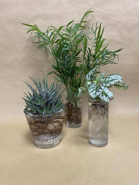 Plantes hydroponiques