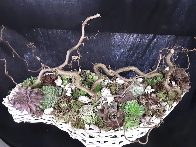 Composition jardin de plantes