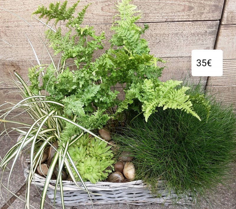 Composition jardin de plantes