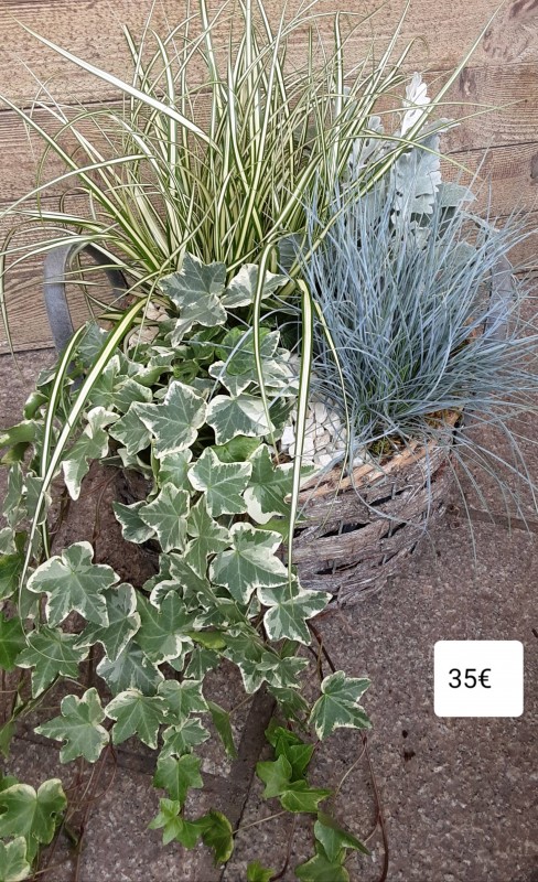 Composition jardin de plantes