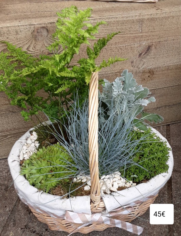 Composition jardin de plantes