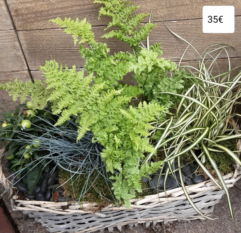 Composition jardin de plantes