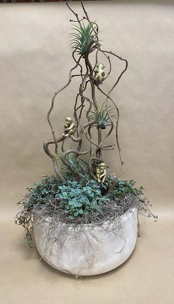 assemblage de plantes