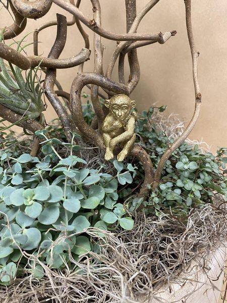 assemblage de plantes avec décorations