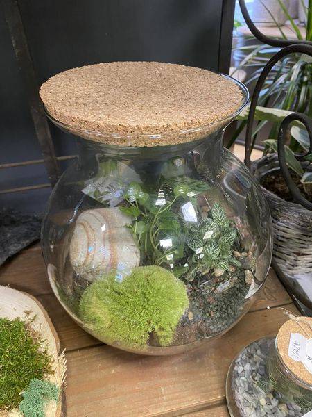 terrarium avec plantes vivantes