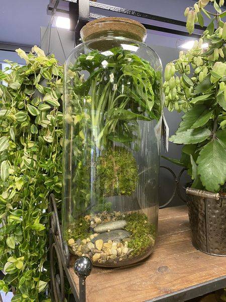 terrarium avec plantes vivantes
