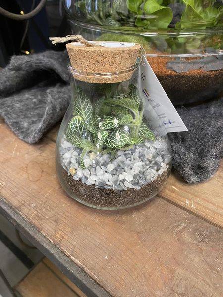 terrarium avec plantes vivantes