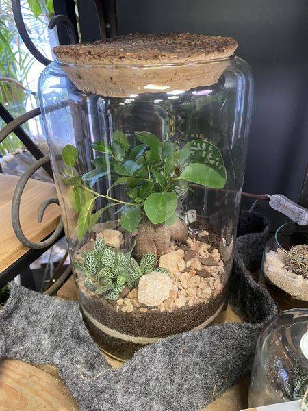 terrarium avec plantes vivantes